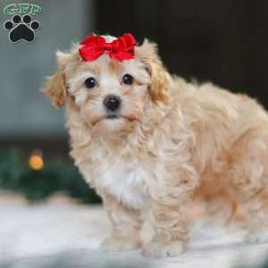 Reese, Havapoo Puppy